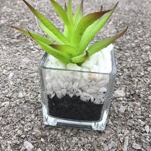 This is a fake plant(new) cute for room decore